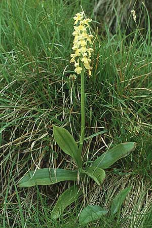 Orchis pallens \ Bleiches Knabenkraut, Blasses Knabenkraut / Pale-flowered Orchid, I  Tremalzo 18.6.1988 