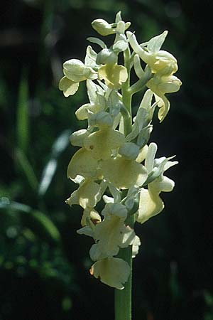 Orchis pallens \ Bleiches Knabenkraut, Blasses Knabenkraut / Pale-flowered Orchid, I  Liguria 18.5.1996 