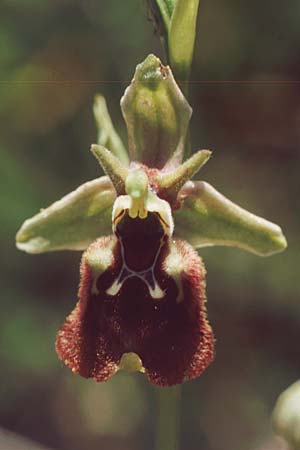 Ophrys parvimaculata \ Kleingezeichnete Ragwurz / Small-Patterned Ophrys, I  Apulien/Puglia Mottola 11.5.1989 