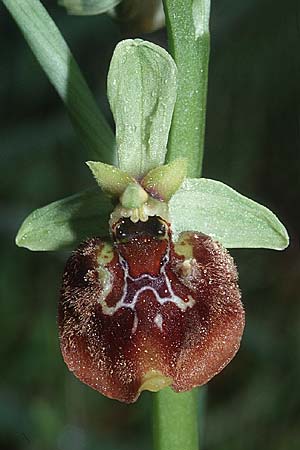 Ophrys parvimaculata \ Kleingezeichnete Ragwurz / Small-Patterned Ophrys, I  Prov. Bari, Quasani 23.4.2003 