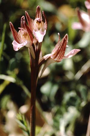 Anacamptis papilionacea subsp. papilionacea \ Schmetterlings-Knabenkraut / Butterfly Orchid, I  Promontorio del Gargano, Mattinata 30.4.1985 