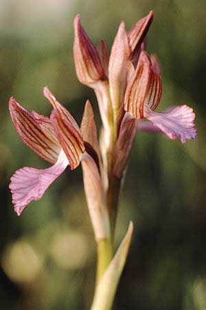 Anacamptis papilionacea subsp. septentrionalis \ Nördliches Schmetterlings-Knabenkraut / Northern Butterfly Orchid, I  Gardasee, Manerba /  Lago del Benaco, Manerba 9.5.1986 