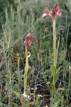 Anacamptis papilionacea subsp. septentrionalis \ Nördliches Schmetterlings-Knabenkraut / Northern Butterfly Orchid, I  Gardasee, Manerba /  Lago del Benaco, Manerba 10.5.1986 