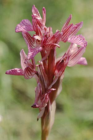 Anacamptis papilionacea subsp. papilionacea \ Schmetterlings-Knabenkraut / Butterfly Orchid, I  Liguria, Toirano 26.5.2001 