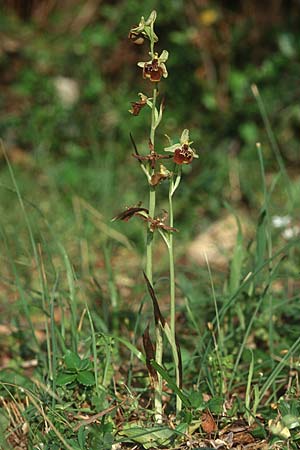 Ophrys parvimaculata \ Kleingezeichnete Ragwurz, I  Promontorio del Gargano, Torre Mileto 10.4.1998 