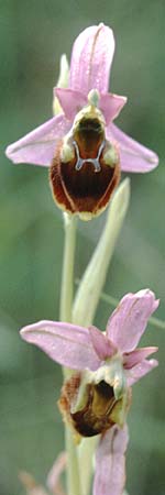 Ophrys pollinensis / Monte Pollino Bee Orchid, I  Sorrent 7.5.1997 