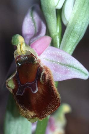 Ophrys pollinensis \ Monte-Pollino-Ragwurz / Monte Pollino Bee Orchid, I  Cilento 16.3.2002 