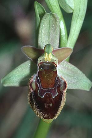 Ophrys pollinensis / Monte Pollino Bee Orchid, I  Cilento 16.3.2002 