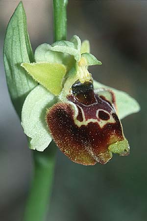 Ophrys serotina \ Späte Ragwurz, I  Monti Aurunci 3.6.2002 