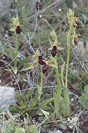 Ophrys promontorii \ Vorgebirgs-Ragwurz / Promontory Bee Orchid, I  Abruzzen/Abruzzo Alfedena 4.5.1989 