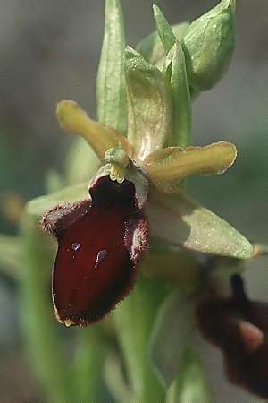 Ophrys promontorii \ Vorgebirgs-Ragwurz, I  Abruzzen Alfedena 4.5.1989 