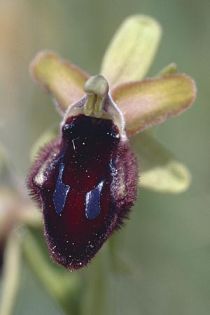 Ophrys promontorii \ Vorgebirgs-Ragwurz / Promontory Bee Orchid, I  Promontorio del Gargano, San Salvator 26.4.2003 