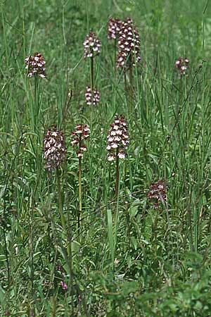 Orchis purpurea \ Purpur-Knabenkraut / Lady Orchid, I  Ligur.Appennin 16.5.2004 