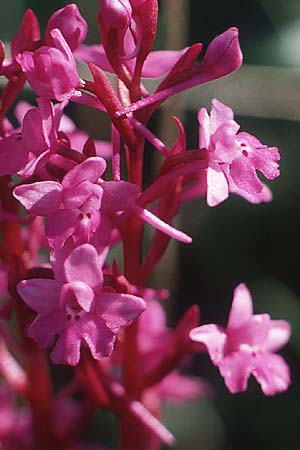 Orchis quadripunctata \ Vierpunkt-Knabenkraut / Four-spotted Orchid, I  Viganello 8.5.1989 