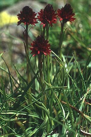 Nigritella rhellicani / Vanilla Orchid, I  Alpe di Siusi 4.7.1993 