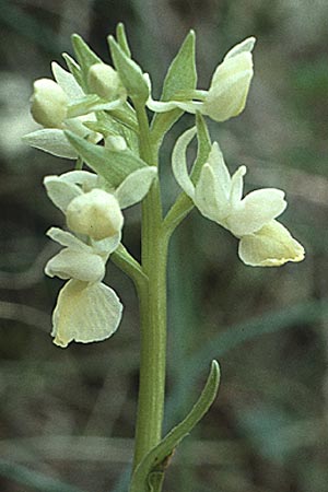 Dactylorhiza romana / Roman Orchid, I  Promontorio del Gargano, Foresta Umbra 1.5.1985 