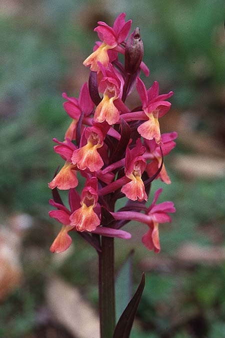 Dactylorhiza romana \ Römische Fingerwurz / Roman Orchid, I  Toscana, Monte Amiata 13.4.2000 