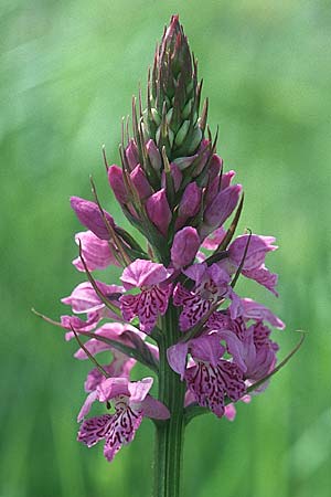 Dactylorhiza saccifera \ Langährige Fingerwurz, Langähriges Knabenkraut, I  Prov. Potenza 6.6.2002 