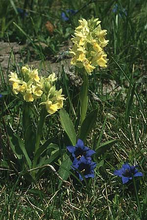 Dactylorhiza sambucina \ Holunder-Fingerwurz, Holunder-Knabenkraut / Elder-flower Orchid, Adam-and-Eve, I  Monte Baldo 10.5.1986 