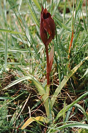 Serapias apulica \ Apulischer Zungenständel / Apulian Serapias, I  Torre Canne 10.4.1999 