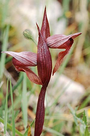 Serapias apulica \ Apulischer Zungenständel / Apulian Serapias, I  Torre Canne 10.4.1999 