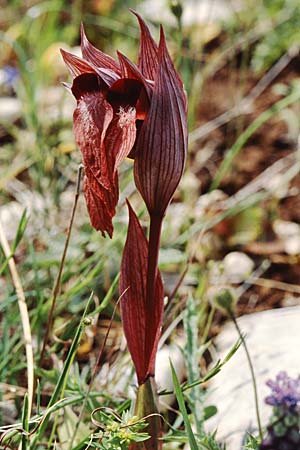 Serapias apulica \ Apulischer Zungenständel / Apulian Serapias, I  Torre Canne 10.4.1999 