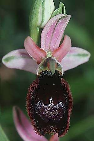 Ophrys saratoi \ Sarato-Ragwurz / Sarato's Bee Orchid (?), I  Albenga 25.5.2001 