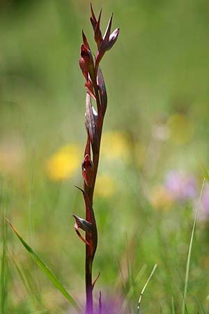 Serapias bergonii subsp. cilentana \ Cilento-Zungenständel / Cilento Serapias, I  Cilento, San Giacomo 4.6.2015 (Photo: Helmut Presser)