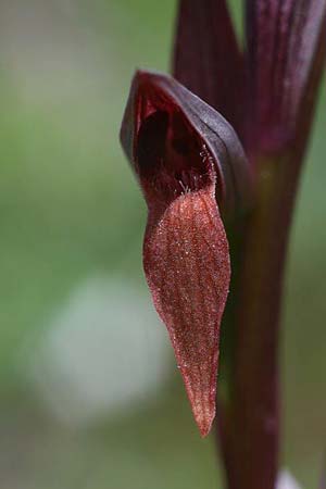 Serapias bergonii subsp. cilentana / Cilento Serapias, I  Cilento, San Giacomo 4.6.2015 (Photo: Helmut Presser)