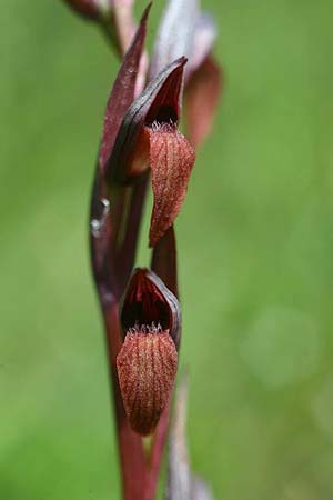 Serapias bergonii subsp. cilentana \ Cilento-Zungenständel / Cilento Serapias, I  Cilento, San Giacomo 4.6.2015 (Photo: Helmut Presser)