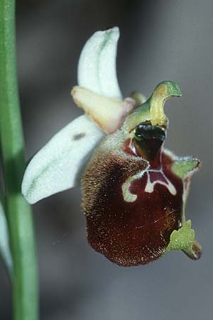 Ophrys gracilis \ Zierliche Hummel-Ragwurz / Slender Late Spider Orchid, I  Monti Lepini 2.6.2002 