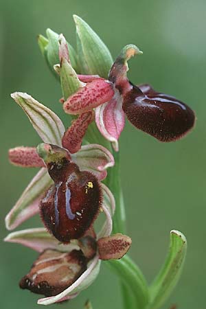 Ophrys sipontensis \ Siponto-Ragwurz / Siponto Bee Orchid, I  Promontorio del Gargano, San Giovanni Rotondo 9.4.1998 