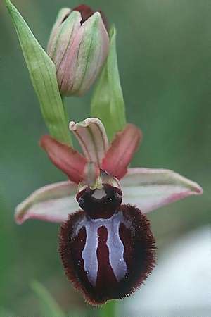 Ophrys sipontensis \ Siponto-Ragwurz / Siponto Bee Orchid, I  Promontorio del Gargano, San Giovanni Rotondo 9.4.1998 