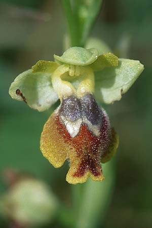 Ophrys sicula \ Kleine Gelbe Ragwurz (überfärbt: pseudomelena), I  Promontorio del Gargano, Mattinata 9.4.1998 