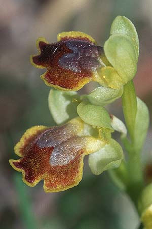 Ophrys sicula \ Kleine Gelbe Ragwurz / Sicilian Bee Orchid (überfärbt: pseudomelena / over-colored: pseudomelena), I  Promontorio del Gargano, Mattinata 9.4.1998 