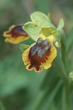 Ophrys sicula / Sicilian Bee Orchid (over-colored: pseudomelena), I  Promontorio del Gargano, Mattinata 9.4.1998 