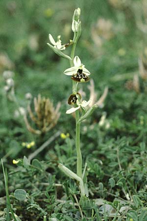 Ophrys appennina \ Appennin-Hummel-Ragwurz (?), I  Prov.Potenza, San Martino d'Agri 7.5.1989 