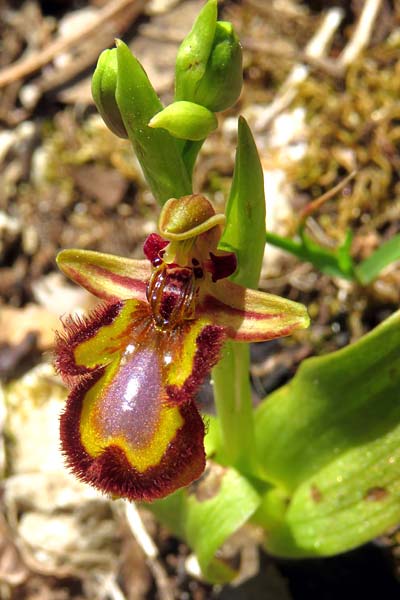 Ophrys speculum \ Spiegel-Ragwurz / Mirror Orchid, I  Palombara Sabina 20.4.2019 (Photo: Enzo Lanza)