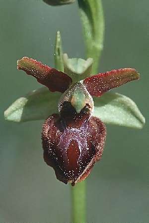 Ophrys classica \ Flotten-Ragwurz, I  Lerici 2.4.2000 