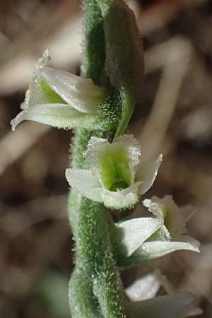 Spiranthes spiralis \ Herbst-Drehwurz, I  Liguria, Cinque Terre 28.9.2023 