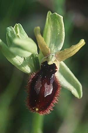 Ophrys tarentina \ Tarenter Ragwurz, I  Tarent 8.4.1998 