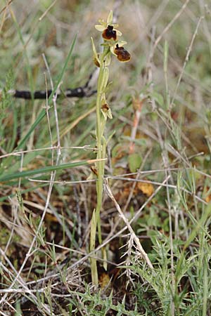 Ophrys tarentina \ Tarenter Ragwurz / Taranto Spider Orchid, I  Lecce 15.4.1999 