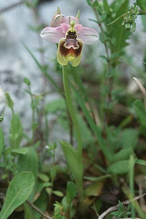 Ophrys tardans / Late-Flowering Bee Orchid, I  Lecce 15.4.1999 