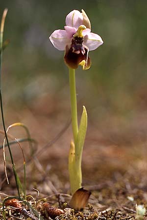 Ophrys tardans / Late-Flowering Bee Orchid, I  Lecce 29.4.2000 (Photo: Helmut Presser)