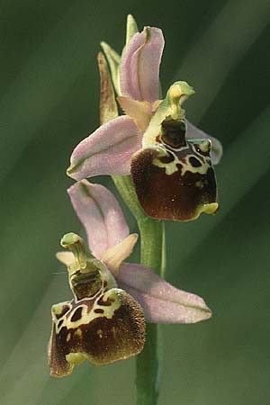 Ophrys tetraloniae \ Tetralonia-Ragwurz (?), I  Gardasee, Albisano 3.6.1988 