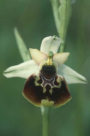 Ophrys tetraloniae \ Tetralonia-Ragwurz (?), I  Gardasee, Albisano 3.6.1988 