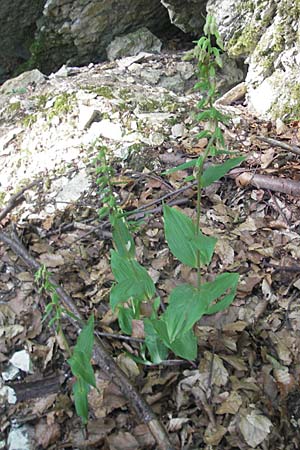 Epipactis thesaurensis \ Monte Tesoro-Ständelwurz / Monte Tesoro Helleborine, I  Sant' Anna d'Alfaedo 17.7.2010 