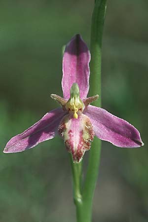 Ophrys apifera var. tilaventina \ Tagliamento-Bienen-Ragwurz / Tagliamento Bee Orchid, I  Friaul/Friuli, Tagliamento Tal / Valley 2.6.2004 