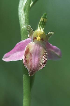 Ophrys apifera var. tilaventina \ Tagliamento-Bienen-Ragwurz / Tagliamento Bee Orchid, I  Friaul/Friuli, Tagliamento Tal / Valley 2.6.2004 