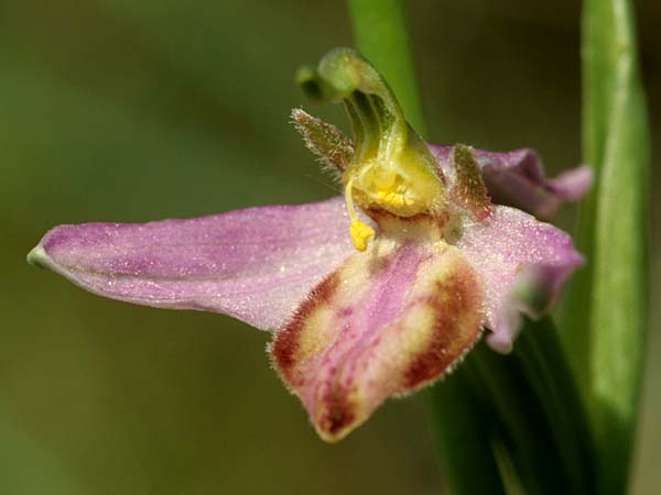 Ophrys apifera var. tilaventina \ Tagliamento-Bienen-Ragwurz / Tagliamento Bee Orchid, I  Friaul/Friuli, Tagliamento Tal / Valley 2.6.2004 